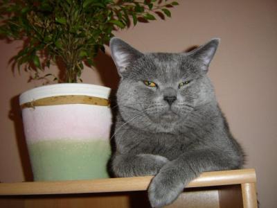 britská mo. kočka.jpg